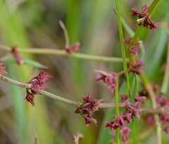Rumex brownii