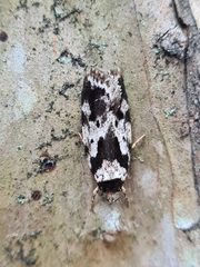 Barea confusella