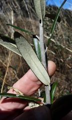 Astrotricha ledifolia