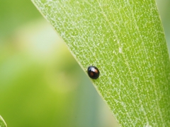 Serangium maculigerum