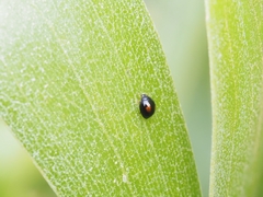 Serangium maculigerum