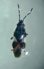 Oxycarenus luctuosus