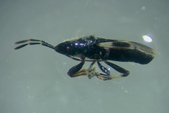 Oxycarenus luctuosus