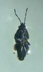 Oxycarenus luctuosus