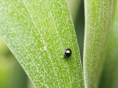 Serangium maculigerum