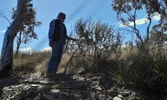 Astrotricha ledifolia