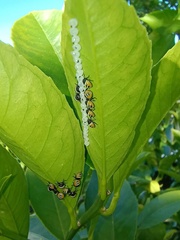 Biprorulus bibax