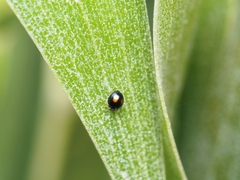 Serangium maculigerum
