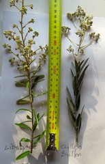 Astrotricha ledifolia