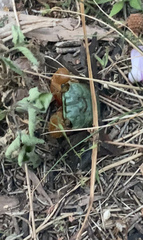 Parasesarma erythodactylum