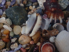 Purpuradusta gracilis