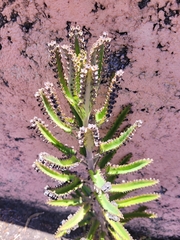 Bryophyllum