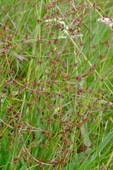 Rumex brownii