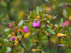 Rhododendron ledebourii