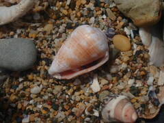 Conus miliaris