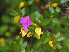 Rhododendron ledebourii