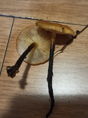 Macrocystidia cucumis