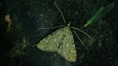 Elophila nymphaeata