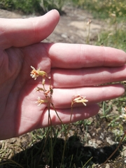 Tulbaghia