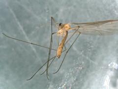 Bolitophilidae
