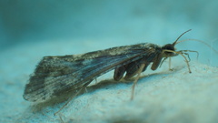 Hydropsychinae