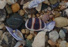 Palmadusta asellus
