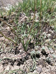 Tulbaghia