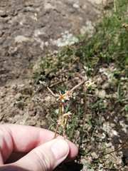 Tulbaghia
