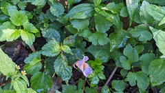 Impatiens uniflora