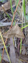 Epidesmia hypenaria