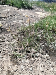 Tulbaghia