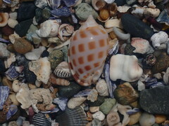 Phalium areola