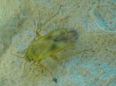 Megalocoleus molliculus