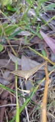 Epidesmia hypenaria