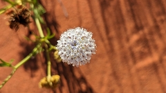Trachymene glaucifolia
