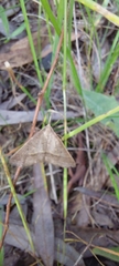 Epidesmia hypenaria