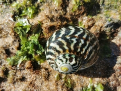 Lunella undulata