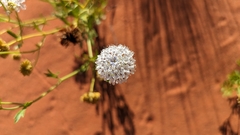 Trachymene glaucifolia