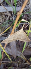 Epidesmia hypenaria