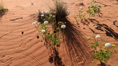 Trachymene glaucifolia