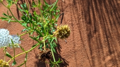 Trachymene glaucifolia
