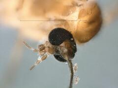 Bolitophilidae