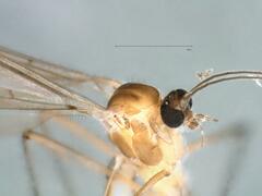 Bolitophilidae
