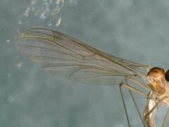 Bolitophilidae