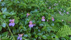 Impatiens uniflora