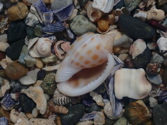 Phalium areola