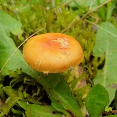 Amanita xanthocephala