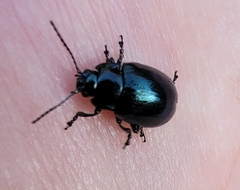 Chrysolina aurichalcea