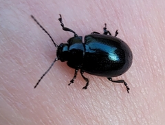 Chrysolina aurichalcea