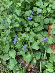 Lobelia trigonocaulis